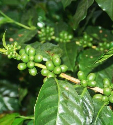 cafe-ruiz-coffee-tasting2
